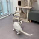 멍냥싸롱 이미지