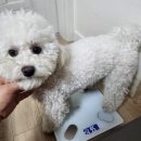 달곰펫 | 빼자펫- 강아지다이어트보조제