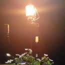 숲속의 향기 이미지