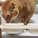 나드리 애견 이미지