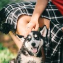 복기애견 이미지