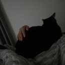 봉천현대동물병원 이미지