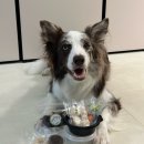 꼬숩당개 이미지