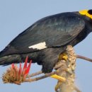 YELLOW HILL 이미지