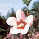 다:花