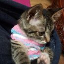 도리순이 이미지