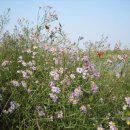 섬마을바다 이미지