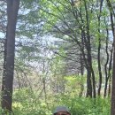 남산벚꽃 Trekking 4월12일.부회장리딩 이미지