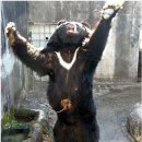 새끼곰 죽인 뒤 자살한 어미곰 - 인간을 저주하다 이미지