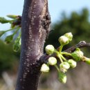 봉오리농장 이미지