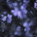 에이엔주