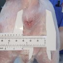 이레외과동물병원 이미지