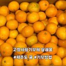감귤PC | 고향사랑기부제 기부방법 답례품 추천 제주도 감귤 후기
