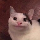 나만고양이없어 이미지