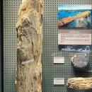 지질박물관 | 🦖 대전에서 만난 숨겨진 보물, 대전 지질박물관 후기