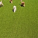 헬로멍뭉 이미지