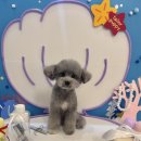 뽀송그루밍 이미지