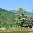 순천-31호 네이버블로그