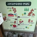 태백고원자연휴양림 | 태백고원자연휴양림 숙소 트리하우스 3호 대나무 후기 태백여행 가볼만한곳