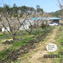 블랙커런트와 아로니아를 심었어요 이미지