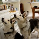 [뉴욕타임스-1.1전문] 사랑하는 애완견과 영원히? Beloved Pets Everlasting? 이미지