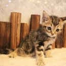 도그마루 강아지 고양이 분양 여주·원주점 이미지