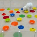 마마스미독펜트하우스 광주애견유치원&애견호텔 본점 이미지