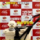 해피애견 | 충남 공주 애견동반 여행 가볼만한 곳 - 강아지랑 하림펫푸드 해피댄스스튜디오 투어 후기