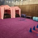 성지애견 이미지