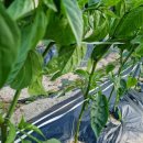 안기농장 이미지