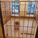 해피펫클럽 이미지