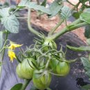 선원농장 이미지