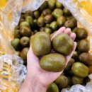 제주 레드키위🥝 판매해여~(1kg 단위로 판매중이에요~~^^) 이미지