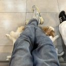 왈왈이 (무실점) 이미지