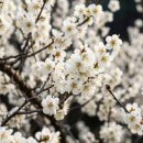 계척시목지 | 흰 꽃 보고 노란 꽃 보러 간다 | 광양매화+구례산수유 1박2일 완벽 코스