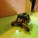 철갑옷의 비밀 | [공룡의 숲 뮤지엄] 대천/보령 복합문화공간 아이와가볼만한곳 추천