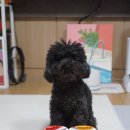 제이소프트 | 강아지습식사료 추천 뉴트리플랜 소프트뮨3종 솔직 후기