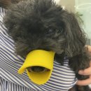 지동범 동물 안과 치과병원 이미지