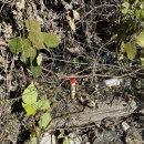 화성-남양-6호 이미지