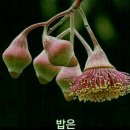 새로와