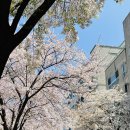 마실한바꾸 | 후쿠오카, 하카타공항에서 유후인 가기, 유후인 시내 구경, 유후인 간장 강추, 긴린코 호수 바꾸바꾸