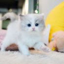 왕십리 고양이 위너펫 24시 이미지