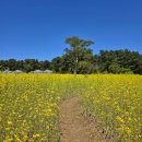 항몽유적지 | 제주도 유채꽃밭 명소 항파두리항몽유적지 방문 후기 | 무료입장 (4월 7일 개화현황!)