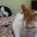 꼬맹이그루밍 이미지