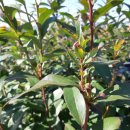 사오농장 이미지