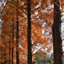 경북 천년의 숲 정원(경주)을 산책하다 2 이미지