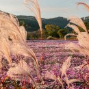 탑정호가 이미지