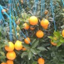 대진농장 이미지