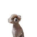 콧대높은 개 이미지