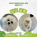 해이당 부산애견호텔 강아지유치원 반려견미용 목욕 교육 훈련 | 부산애견호텔/동래강아지호텔/양산애견호텔/해운대강아지호텔/수영애견호텔]해이당 프리미엄 반려견...